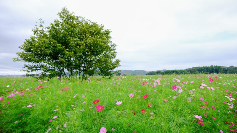 道の駅ましこ　コスモス畑