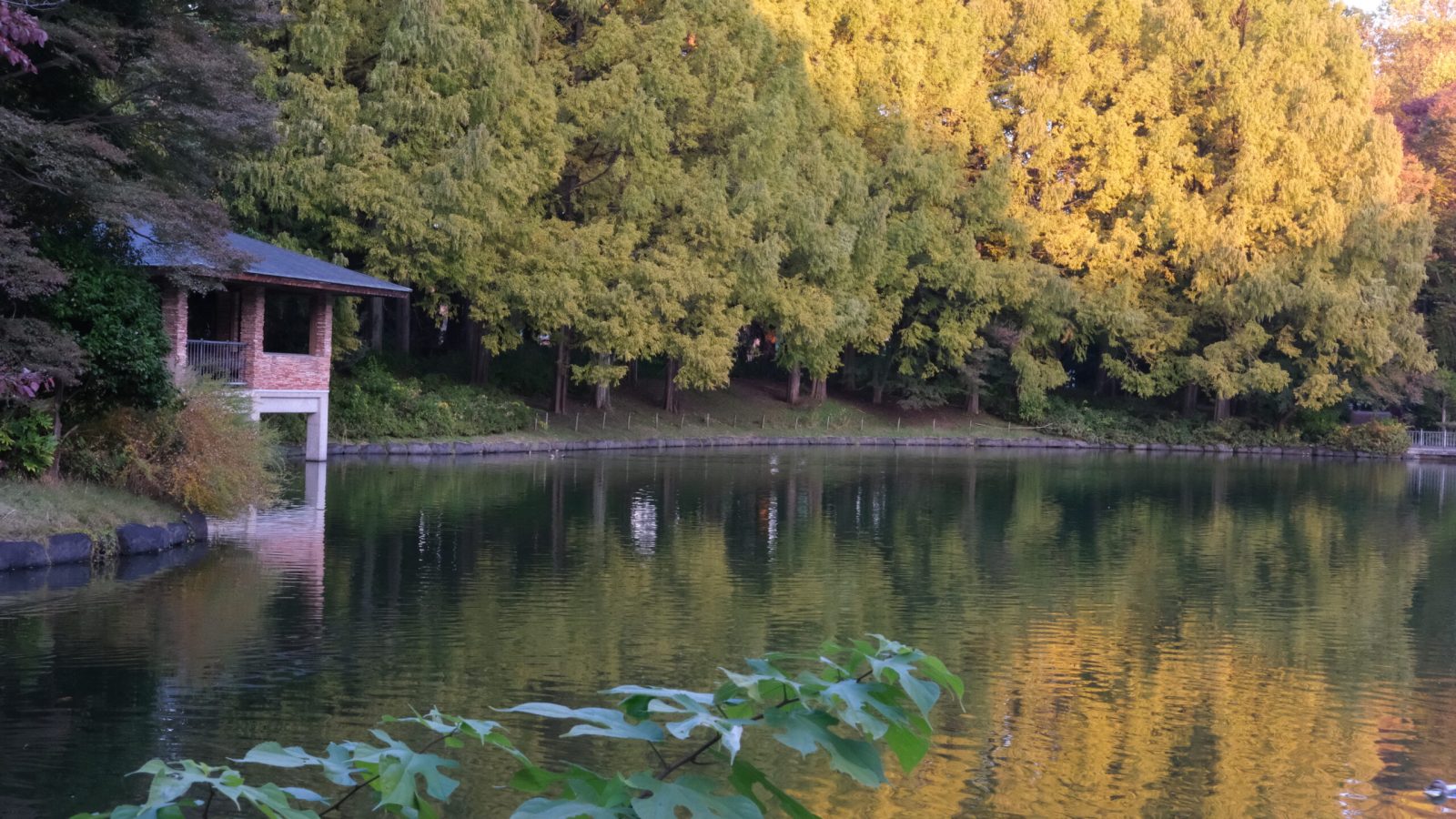 栃木県中央公園 メタセコイアとレストハウス