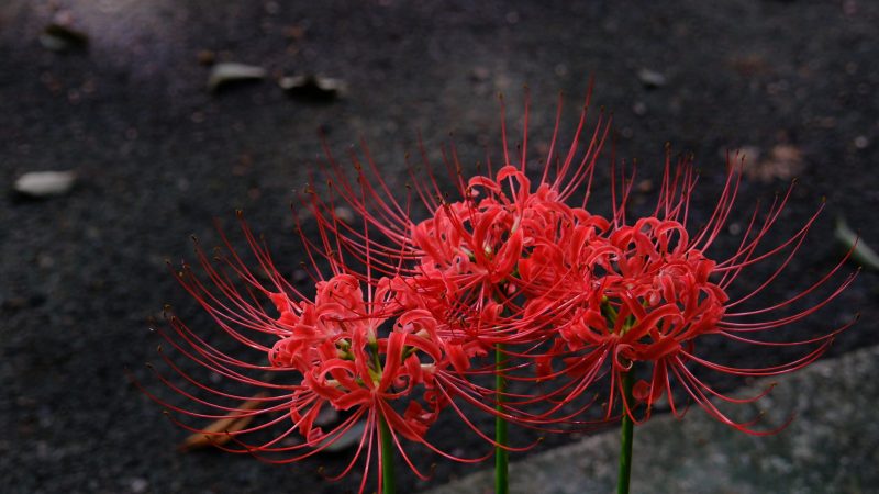 井頭公園　真岡　彼岸花