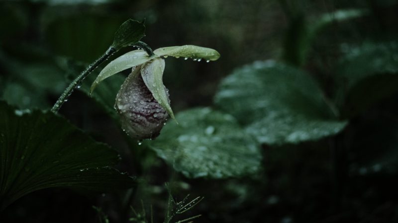 コンタックス　ゾナー　作例