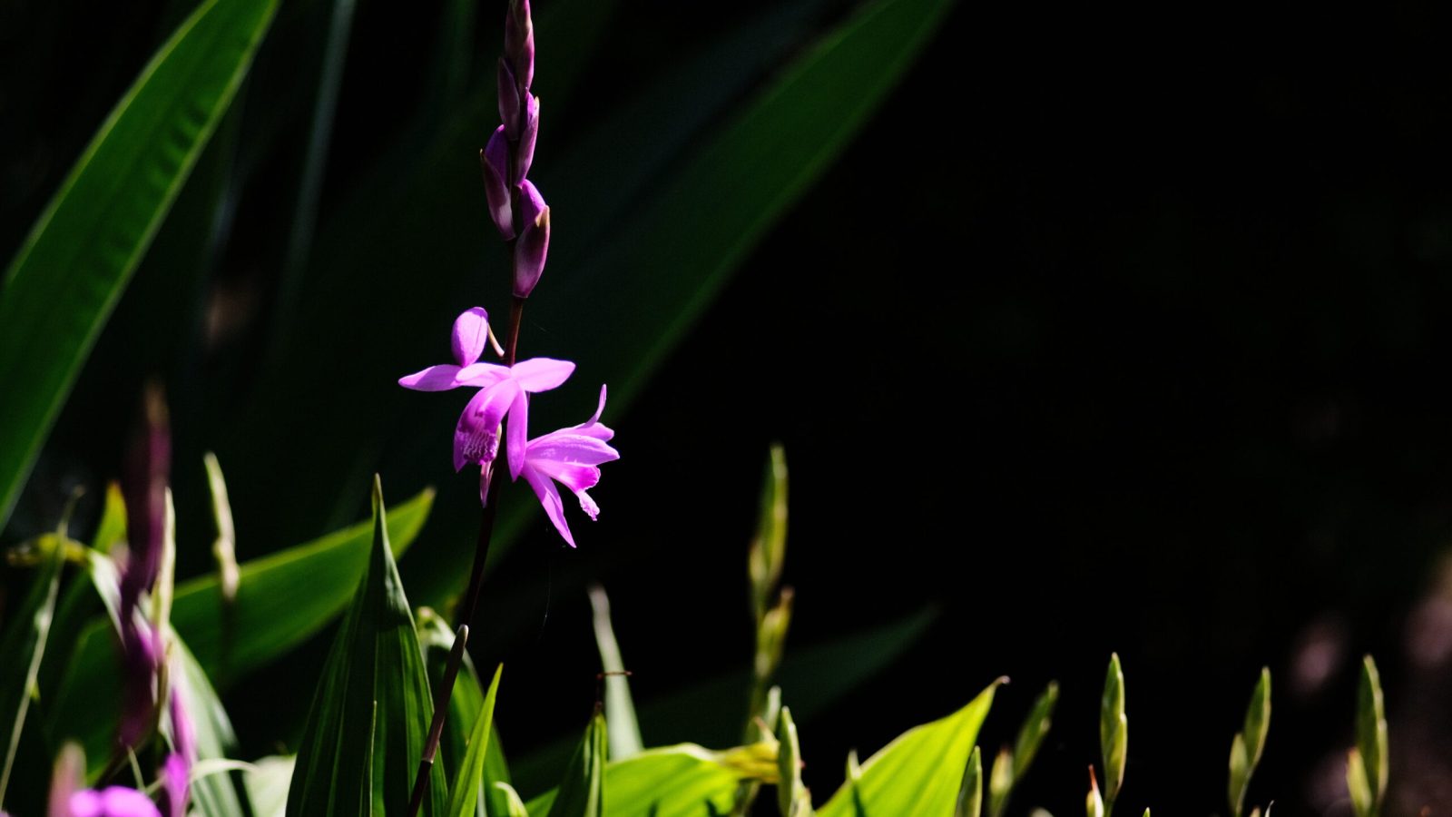 DSCF3957