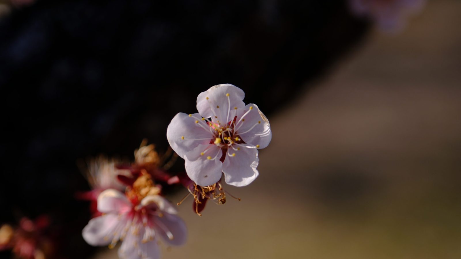 観音山　梅の花　観音山梅の里梅園