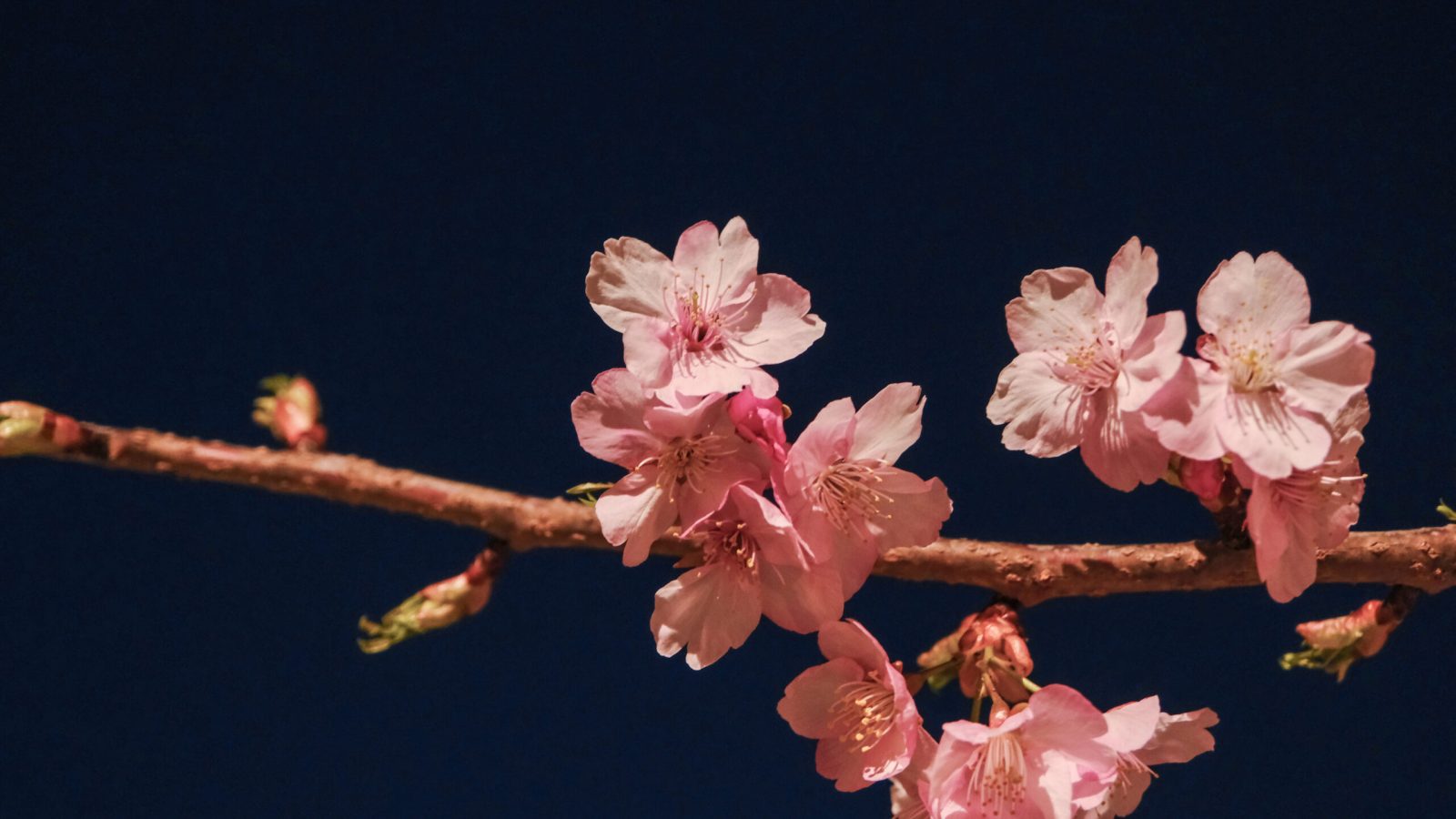 宇都宮城址公園　桜