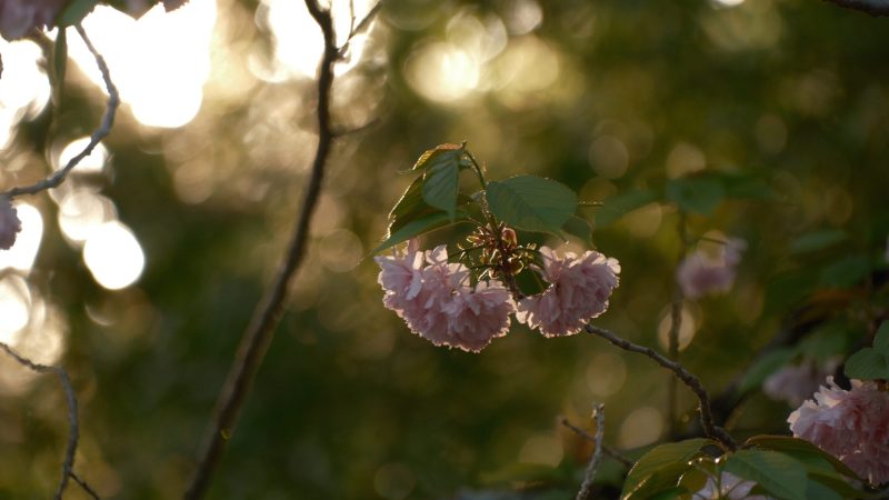 八重桜　宇都宮