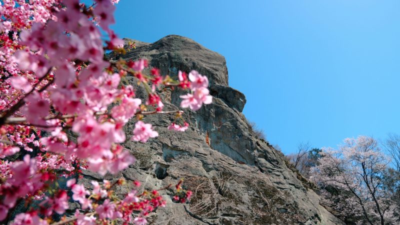 佐貫石仏 桜