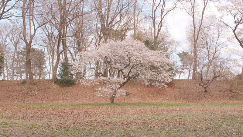 勝山城跡　本丸　桜
