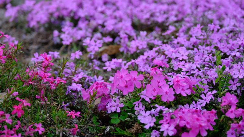 若の原農村公園　芝桜