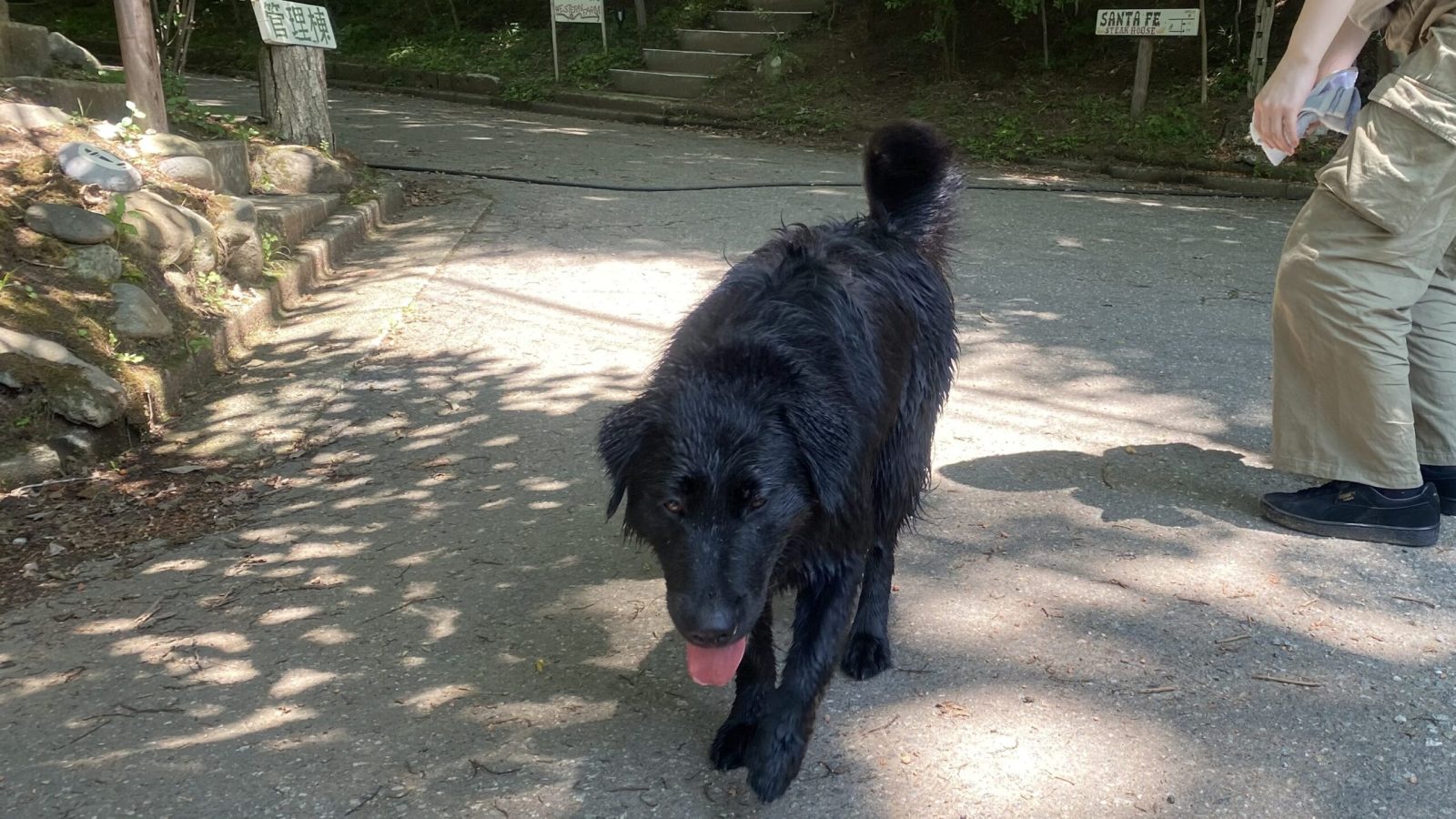 那須クイーンズマウンテン　キャンプ　犬