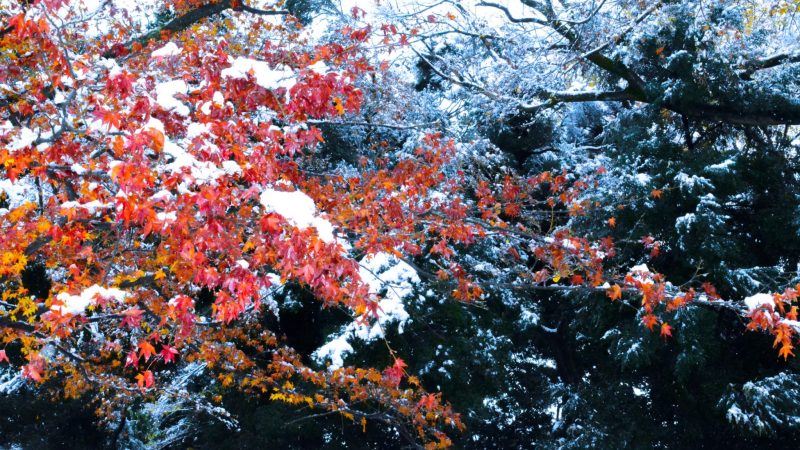 城山公園　小山